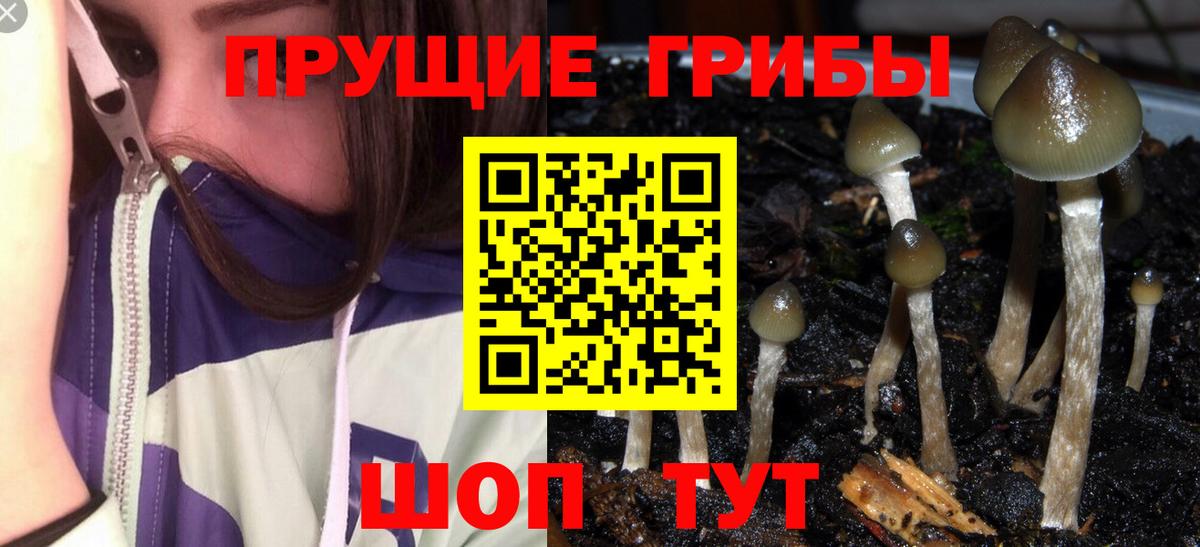Псилоцибиновые грибы Psilocybine cubensis  Галлюциногенные грибы GOLDEN TEACHER  Вход с VPN  Ейск 